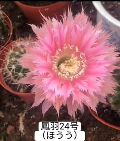 専用ページです！花サボテン ふんわりピンク♬カキコ 専用ページです！花サボテン ふんわりピンク♬カキコ 専用ページです