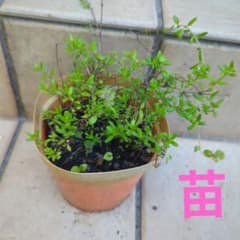 クリーピングタイムの苗のサムネイル
