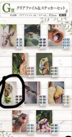 G상 클리어 파일&스티커 헤르만릭 거북아 이치반 쿠지 파충류&양서류