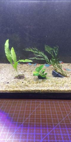 丈夫な水草3種　溶岩石プレート付きのサムネイル