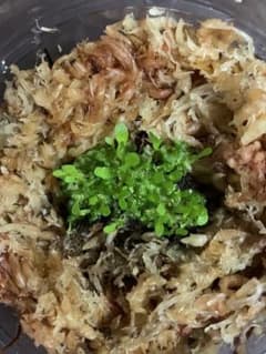 ビカクシダリドレイ(Platycerium ridleyi) 前葉体と胞子体のサムネイル