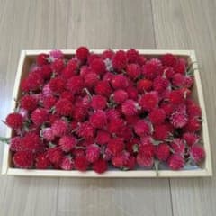 千日紅　ストロベリーフィールド　150個　大粒　ドライフラワーのサムネイル