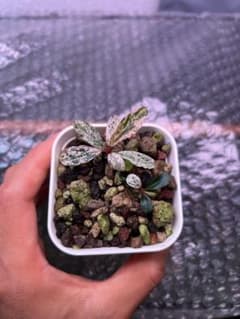 し*ん様 Bucephalandra sp. Variegata Pink 2株 - メルカリ