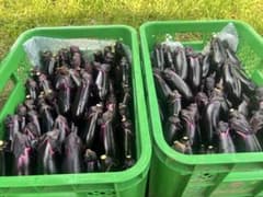群馬県産 朝採れナス 約2kgのサムネイル