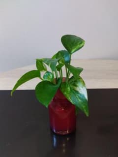 ポトス 観葉植物 赤い容器付きのサムネイル