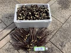 イチジク【蓬莱柿・ホウライシ】挿し穂枝【60サイズ箱に詰め放題