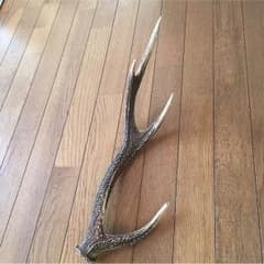 鹿の角のサムネイル