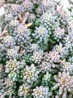 多肉植物 セダム ヒスパニカムプルプレア 紅葉 20カット - メルカリ