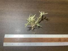 Tillandsia capillaris var.virescensのサムネイル