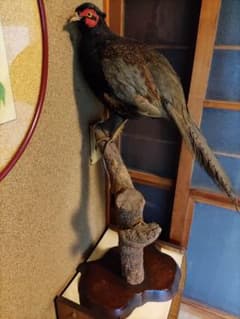 鳥の剥製、日本人形、スズメバチの巣、酒瓶 鳥の剥製、日本人形、スズメバチの巣、酒瓶 - メルカリ