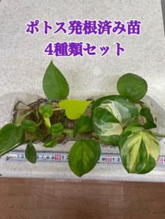 【SPRING SALE】AポトスMIX　4株セット♡発根済み♡ 園芸ネット本店｜ポトス：エクセレント 4号鉢入り の通販【公式】 モンステラ・ポトス