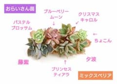 おらいさん苗 発根多め 小苗達 ７品種セット 紅葉 寄せ植え 札なし匿名配送のサムネイル