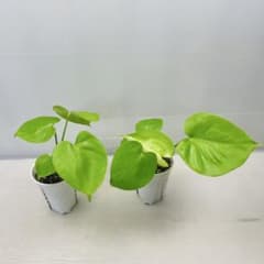 MS273 2株セット モンステラ デリシオーサ 黄金葉 ゴールドリーフ