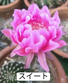 t*）様 27-スイート 超人気花サボテン エキノプシス属 群開花 カキコ