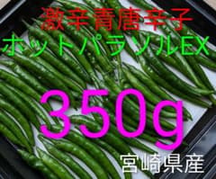 ♡メルカリ市価格！宮崎県産《新鮮》青唐辛子【ホットパラソルEX