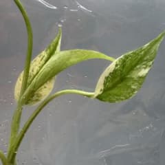 C*o様 d51デビルモンスター モンステラ Monstera Devil Mo - メルカリ
