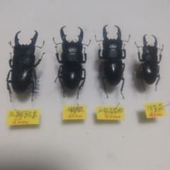 本土ヒラタクワガタ ３種。バラ売り組合せ自由。３種セット、歓迎。 本土ヒラタクワガタ 3種。バラ売り組合せ自由。3種セット、歓迎
