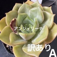 多肉植物 韓国苗 アンジェリーナ 大苗 訳あり 日焼け痕のサムネイル