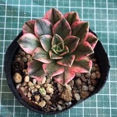 甜茶錦 アエオニウム 抜き苗 多肉植物 7/13 10時迄 - メルカリ