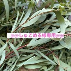 (しゅこめる様専用)ユーカリニコリーの切り枝のサムネイル