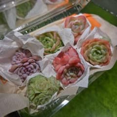 エケベリア ６個セットのサムネイル