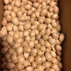 銀杏  大粒   国産   無農薬500グラムのサムネイル
