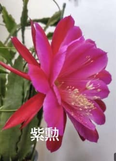 孔雀サボテン 紫勲 鮮やかなピンクの花 多肉植物 - メルカリ
