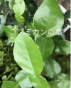 コブミカンの葉【無農薬 】30枚 25-30g以上のサムネイル
