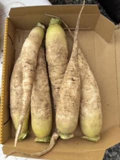 新鮮 大根 ６本のサムネイル