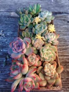 多肉植物　寄せ植え　抜き苗　カット苗のサムネイル