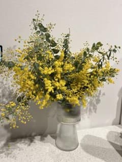 2/23収穫 パールアカシア フレッシュミモザ カット枝 現物販売③