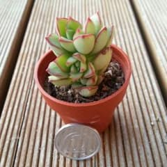 HIROKOさん専用可愛いタニクちゃんグストのサムネイル
