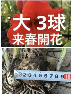 アマリリス 球根 大きいサイズのサムネイル