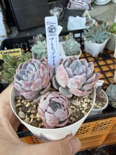 アークティックアイス 3苗セットのサムネイル