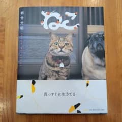 고양이
