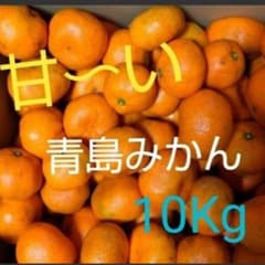 ★無農薬★青島みかん 約10Kg★超訳あり★ 甘いです!のサムネイル