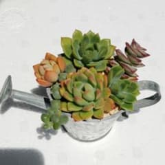 多肉植物 カット苗3種セット マッコス - メルカリ