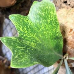 P. hilli Variegata / NONAMEのサムネイル
