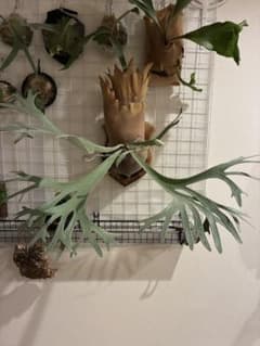 p.bifurcatum 'E-1' 親株出品 p.bifurcatum 'E-1' 親株出品 - メルカリ