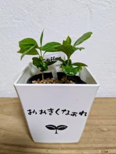 鉢付きコーヒーの苗のサムネイル