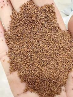 貴重　マカ種子 300g　3万粒　約10a分　栽培マニュアル付 動*ス様 冬季収入 通年雇用確保 マカ種子 300g 3万粒 約10a分 栽培マ