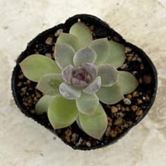 ❤︎みなっち❤︎様 リクエスト 2点 まとめ商品 - 3