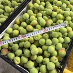 これが最終！激安！和歌山産　南高梅　5kg 訳あり小ぶりのサムネイル