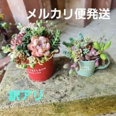 多肉植物寄せ植え(2個組) そのまま飾れる鉢ごと発送 - メルカリ