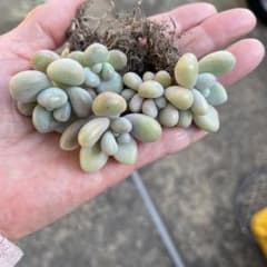多肉植物.ピンクマフ（パクさん苗）のサムネイル