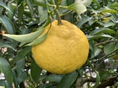 和歌山県下津産 【はるか】 箱込み 10kg 御家庭用のサムネイル