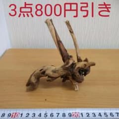 マングローブ系流木③　　アクアリウム　　　　　　　3点同時購入800円引き‼️のサムネイル