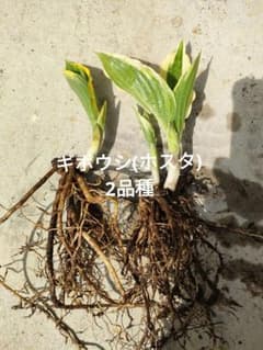 ギボウシ　ホスタ　2品種のサムネイル