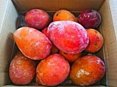 沖縄県産・冷凍マンゴー5kg【送料込み！】のサムネイル