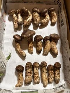 岩手県産、10/5、松茸620gのサムネイル